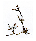 Laurencia-obtusa