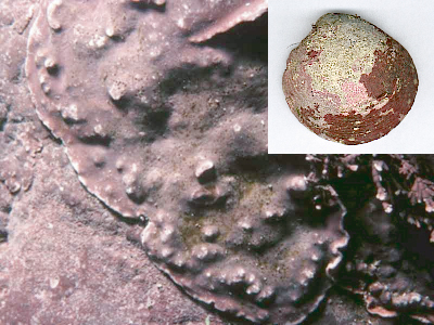 Lithophyllum-incrustans