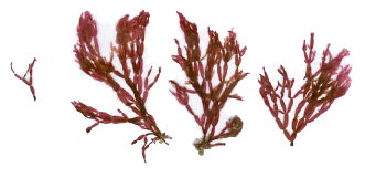 Lomentaria-articulata