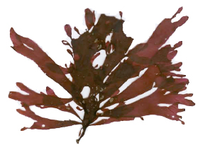 Palmaria-palmata